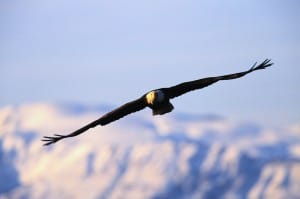 Soar to the Top: Manage a Presence of Success